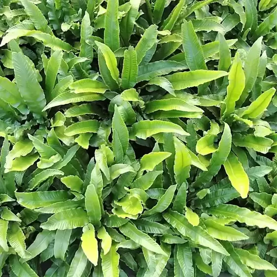 Asplenium scolopendrium 11cm - image 2
