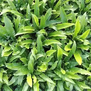 Asplenium scolopendrium 11cm - image 2
