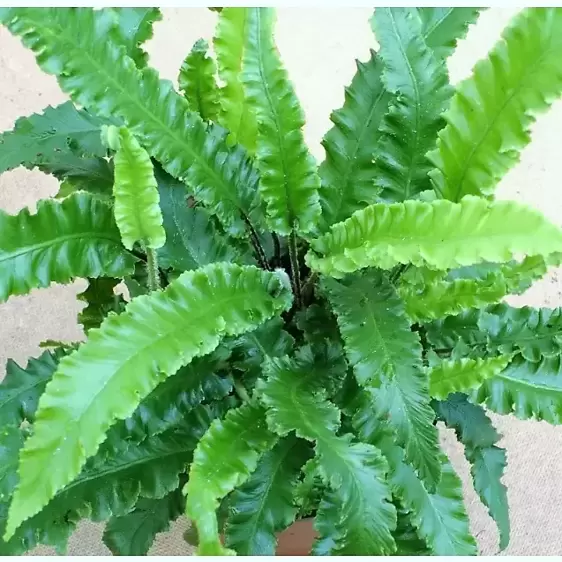 Asplenium scolopendrium 'Angustifolia' 15cm - image 2