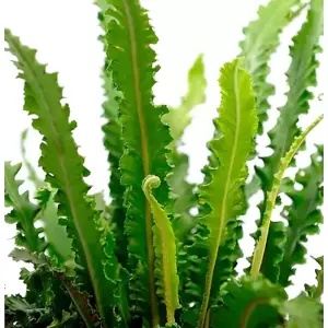 Asplenium scolopendrium 'Angustifolia' 1L - image 1