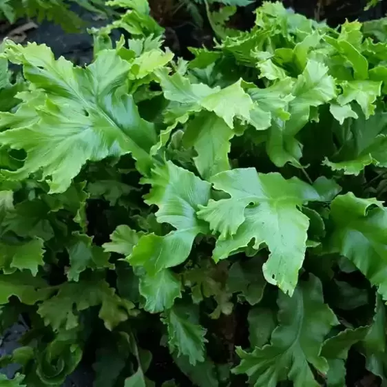 Asplenium scolopendrium 'Cristatum' 3L