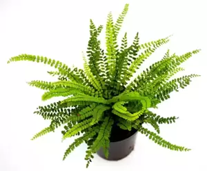 Asplenium trichomanes 11cm - image 3