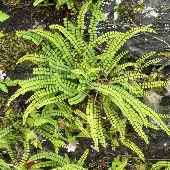 Asplenium trichomanes 11cm - image 2