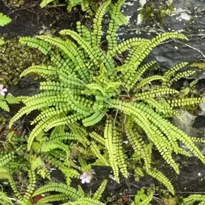 Asplenium trichomanes 11cm - image 2