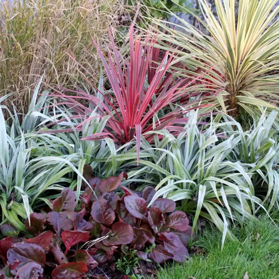 Picture Credit - Plantipp BV