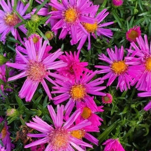 Aster novi-belgii 'Aster Haslam'