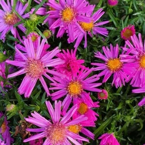 Aster novi-belgii 'Aster Haslam'