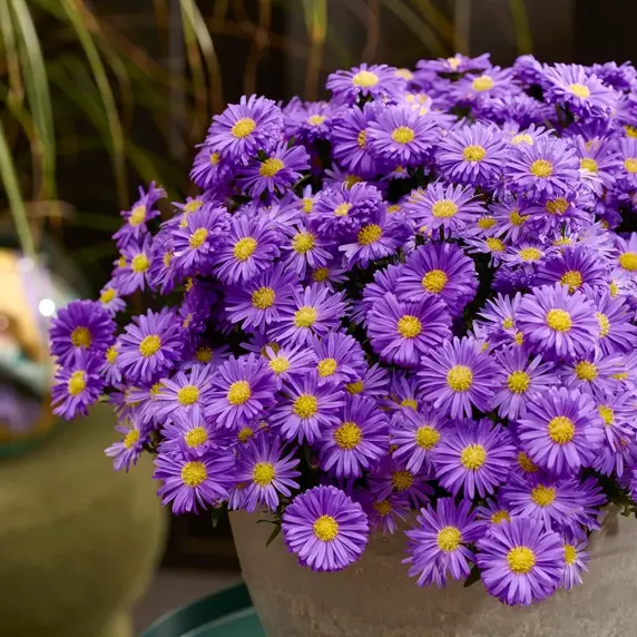 Aster dumosus 'Alpha Light Purple'