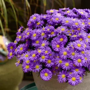 Aster dumosus 'Alpha Light Purple'