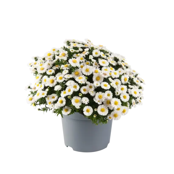 Aster dumosus 'Alpha White'