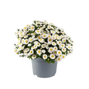 Aster 'Alpha White'