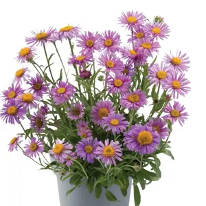 Aster alpinus 'Happy End' 9cm