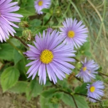 Picture Credit - Bressingham Gardens