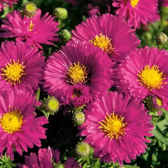 Aster Autumn Jewels 'Granat'