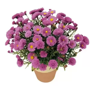 Aster Autumn Jewels 'Rose Crystal' 3L