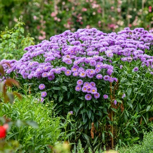 Aster novi-belgii 'Barrs Blues'