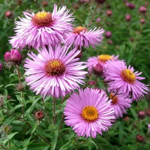 Aster novi-belgii 'Barrs Pink'