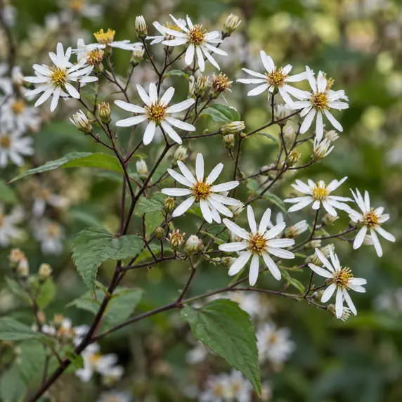 Aster divaricata 'Beth Chatto'