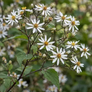 Aster divaricata 'Beth Chatto'