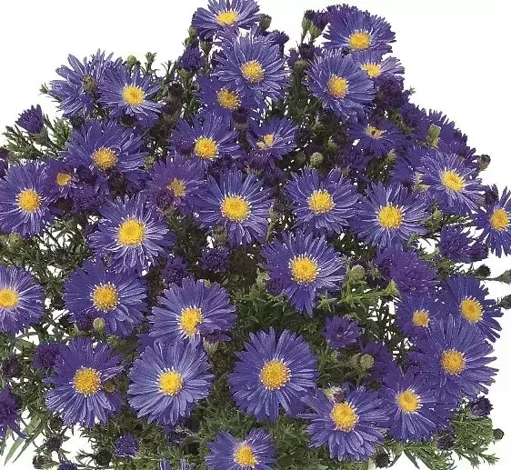 Aster dumosus 'Blue Lapis'