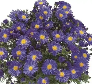 Aster 'Blue Lapis'