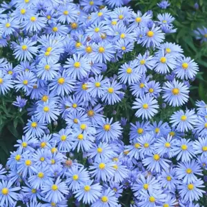 Picture Credit - Bressingham Gardens