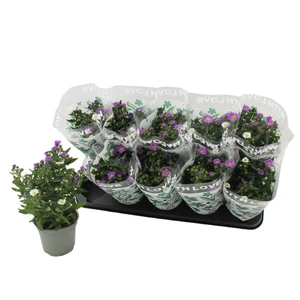 Aster 'Carnaval' 12cm