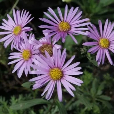 Picture Credit - Bressingham Gardens