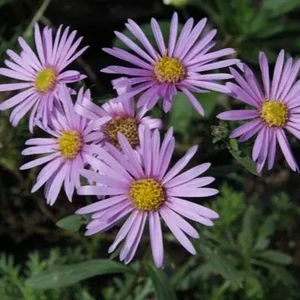 Picture Credit - Bressingham Gardens