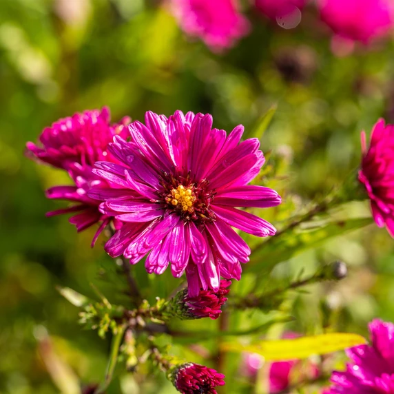 Aster novae-belgii 'Crimson Brocade'