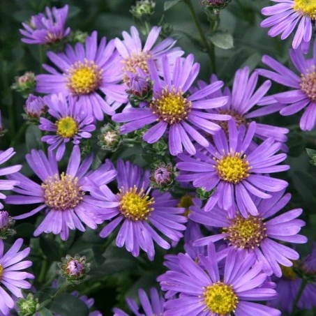 Aster amellus 'Forncett Flourish'