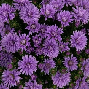 Image Credit: Syngenta Flowers