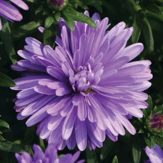 Image Credit: Syngenta Flowers