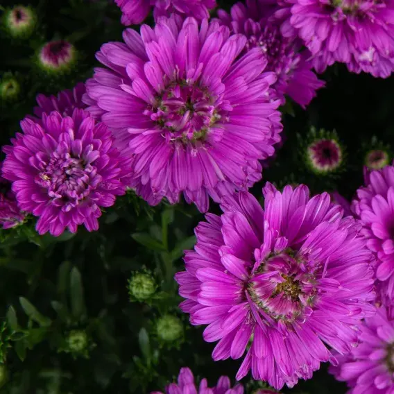 Image Credit: Syngenta Flowers