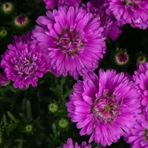 Image Credit: Syngenta Flowers