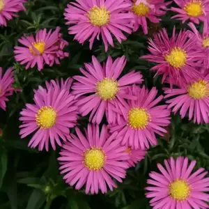 Aster Island 'Bahamas' 1L