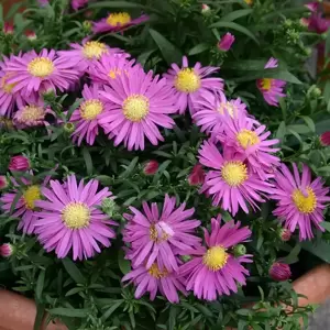 Aster Island 'Barbados'®
