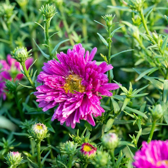 Aster novi-belgii 'Jenny'