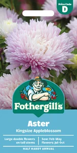 Aster Kingsize Appleblossom