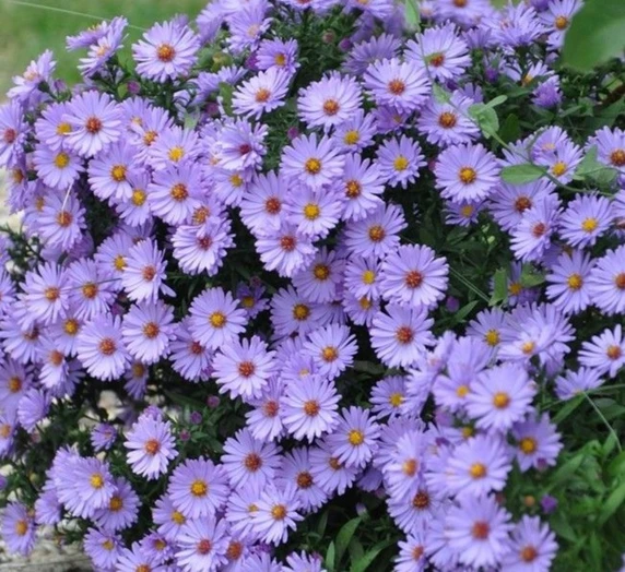 Aster novi-belgii 'Lady in Blue' 2L