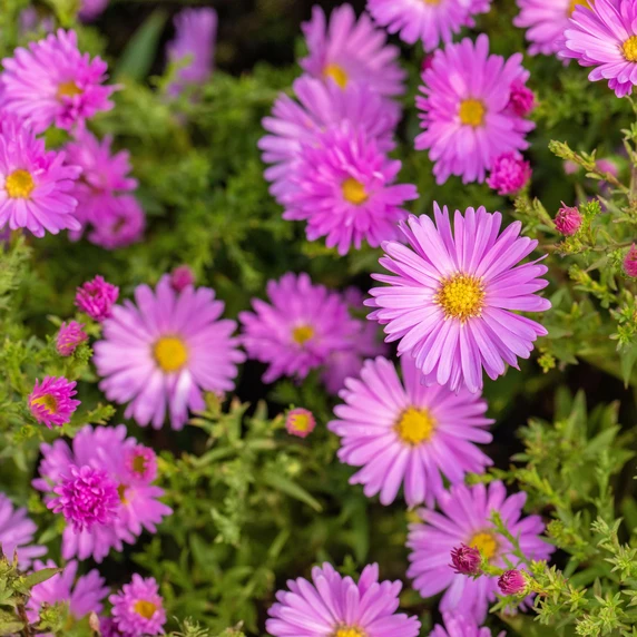 Aster novi-belgii 'Little Pink Beauty'