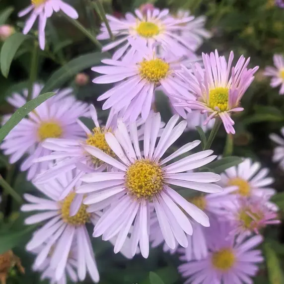 Picture Credit - Bressingham Gardens