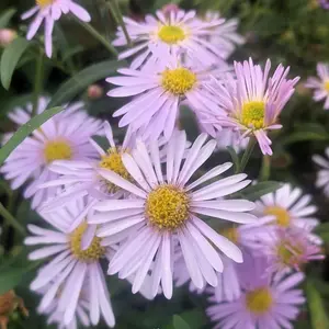 Picture Credit - Bressingham Gardens