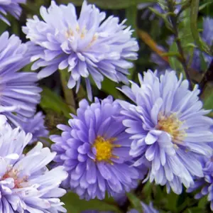 Aster novi-belgii 'Marie Ballard' 1L