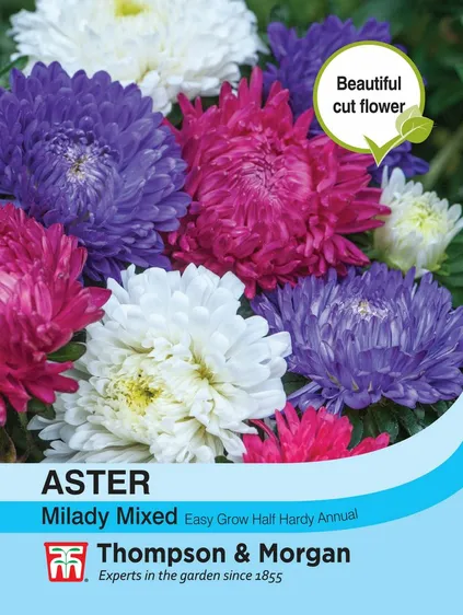 Aster Milady Mixed - image 1