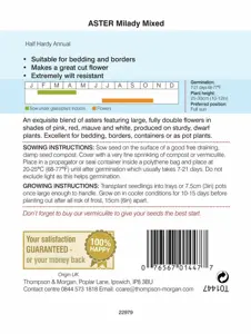 Aster Milady Mixed - image 2