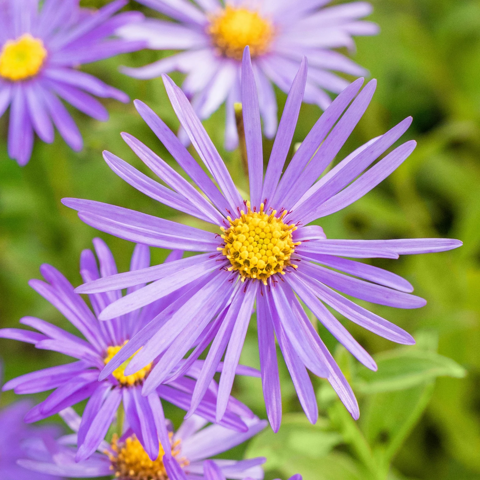 Aster x frikartii 'Mnch' 3L - Cowell's Garden Centre | Woolsington