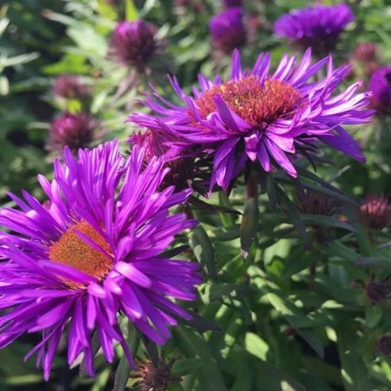 Aster novae-angliae 'Purple Dome' - image 1