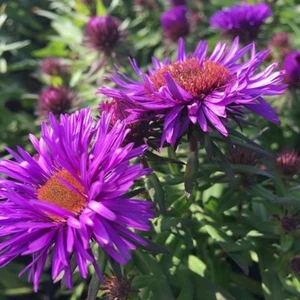 Aster novae-angliae 'Purple Dome' - image 1