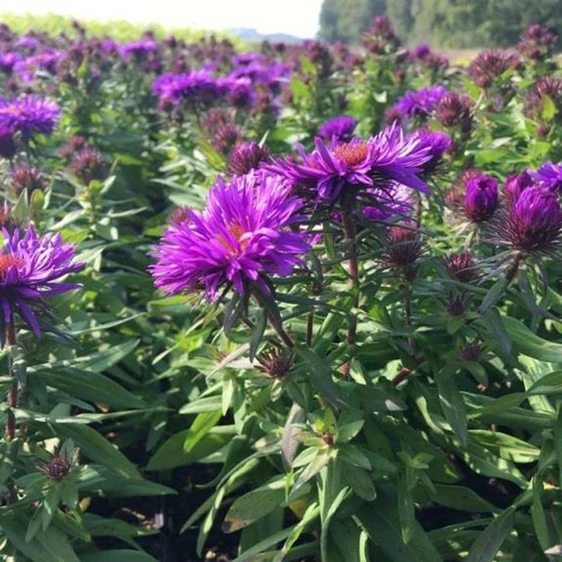 Aster novae-angliae 'Purple Dome' - image 2